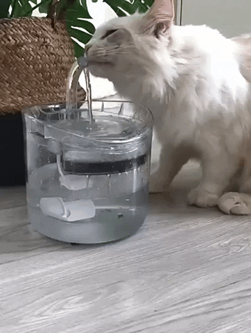 Luxury Smart Cat Water Fountain – CROWDS OF ONE